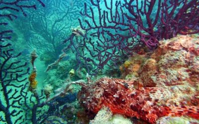 imgi_37_fotoDIVING2